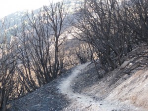 On the trails that are accessible in the Station Fire burn area show the amount of devistation. 