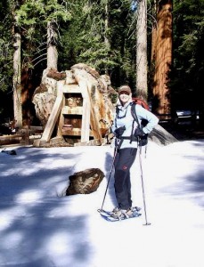 Carolyn Pistilli brings 16 years of year-round experience amongst the Sequoia.