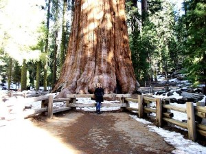 General Sherman Giant Sequoia standing next to a human travel writer.