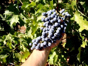 The grapes of Indian Peak Vineyards.