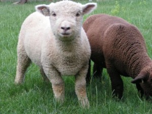 Baby Doll Sheep - click to enlarge