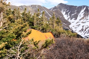 Marmot Thor amongst dwarf pine at 12,000 feet.