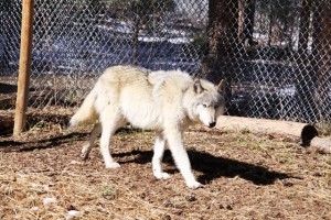 Gray Wolf paces his quarter-acre enclosure at the Wolf Sanctuary in Northern Colorado.